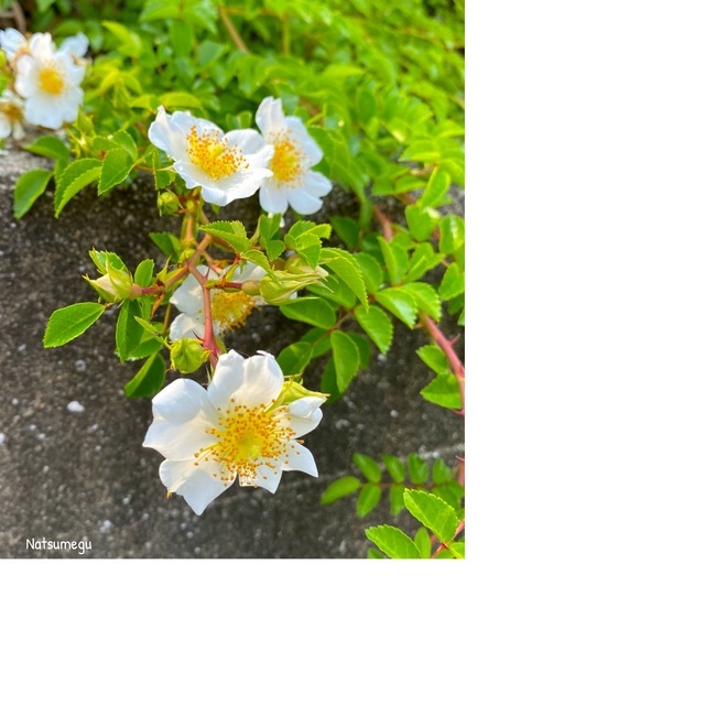 DFD90C69-44D4-4FA0-974F-CDF36556CB29.jpeg