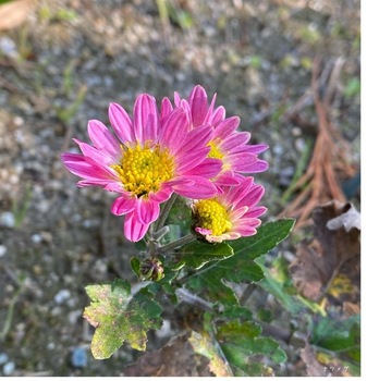 IMG_5223.jpeg