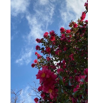 IMG_5290.jpeg