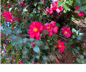 IMG_5292.jpeg