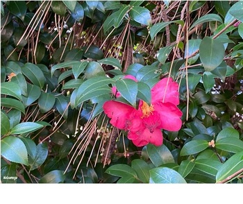 IMG_5293.jpeg