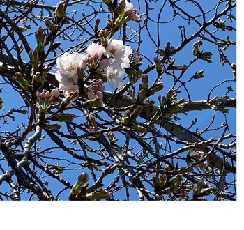 IMG_5347.jpeg