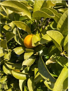 IMG_5857.jpeg