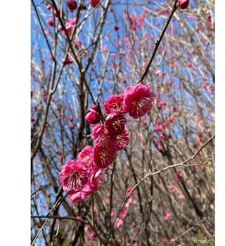 IMG_6342.jpeg