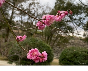 IMG_6599.jpeg