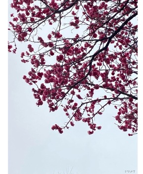 IMG_6762.jpeg